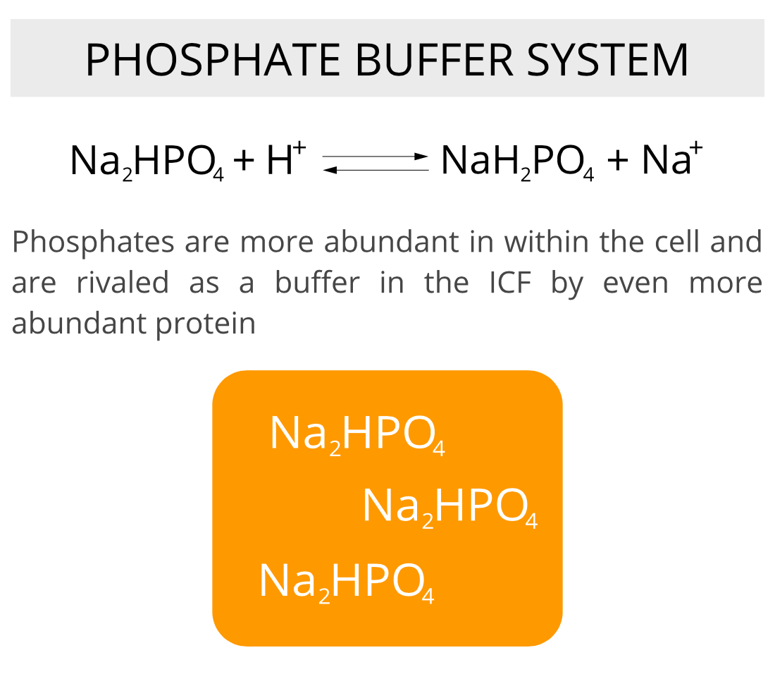 eye-drop phosphate buffer system